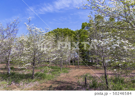 ハナミズキの林 50246584