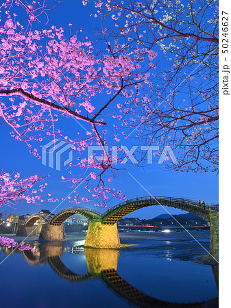 桜と錦帯橋のライトアップ 50246627