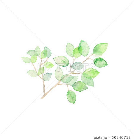 木漏れ日、素材 50246712