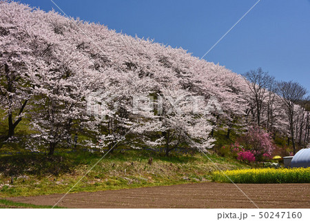 信州の桜 50247160