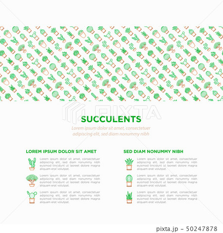 Cactus and succelents in pots concept 50247878