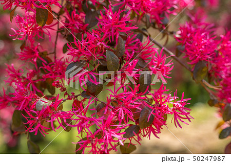 トキワマンサク トキワマンサク 50247987