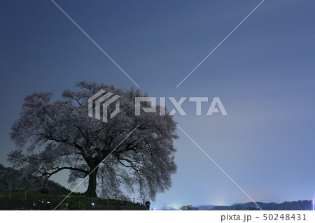 山梨県韮崎市 わに塚の桜 夜景 山梨県韮崎市 わに塚の桜 夜景 50248431