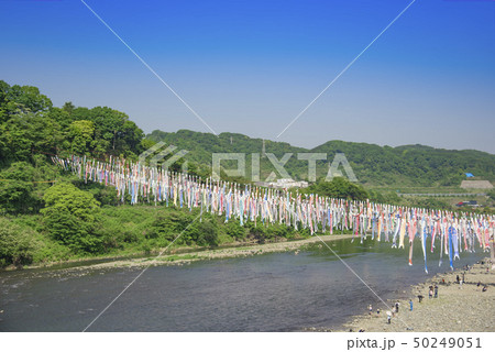 【泳げ鯉のぼり相模川】 50249051