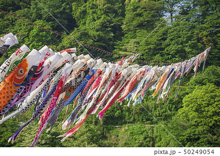 泳げ鯉のぼり相模川 の写真素材