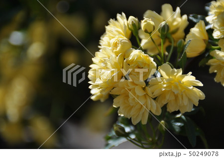 黄色いモッコウバラ 黄色いモッコウバラ 50249078