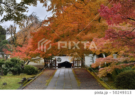 養源院　京都　紅葉 50249313