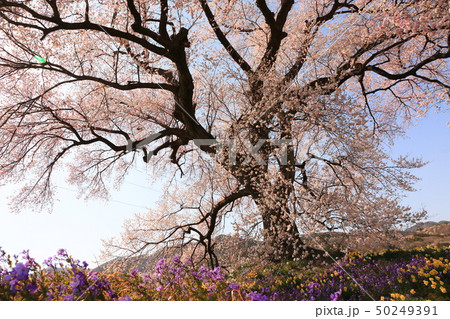 山梨県韮崎市 わに塚の桜 山梨県韮崎市 わに塚の桜 50249391