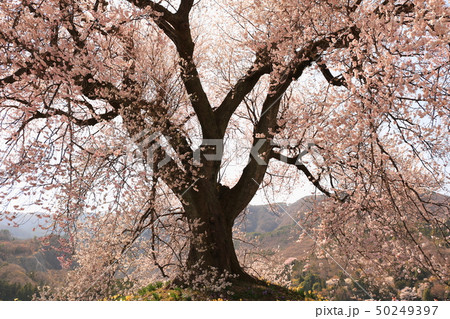 山梨県韮崎市 わに塚の桜 50249397