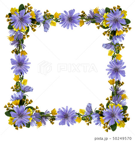 Wild flowers in a frame Wild flowers in a frame 50249570