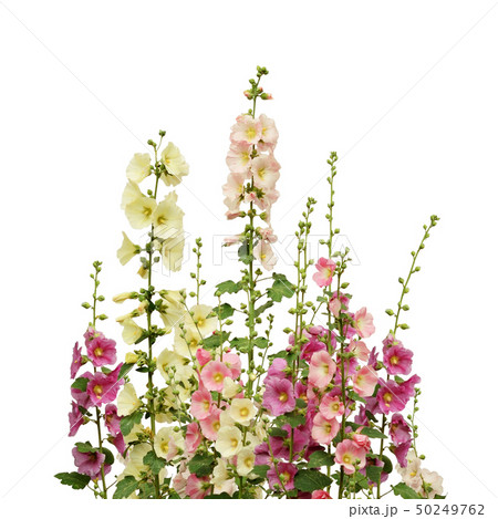 Pink and white mallow flowers Pink and white mallow flowers 50249762