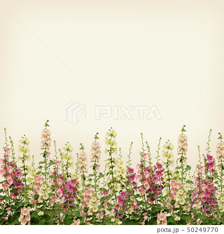 Pink and white mallow flowers border on beige 50249770