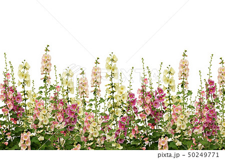 Fresh pink and white mallow flowers border Fresh pink and white mallow flowers border 50249771