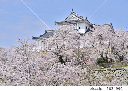 津山城　日本さくら名所100選　備中櫓 50249904