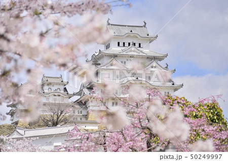 世界遺産 国宝 姫路城 桜 世界遺産 国宝 姫路城 桜 50249997