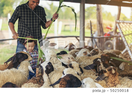 The father and son of the sheep farm entered 50250018