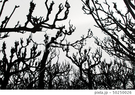 Tree Art, dark silhouette of tree crowns on a Tree Art, dark silhouette of tree crowns on a 50250026