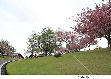 笠間工芸の丘　八重桜　茨城県笠間市 50250566