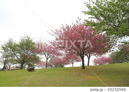 笠間工芸の丘 八重桜 茨城県笠間市 笠間工芸の丘 八重桜 茨城県笠間市 50250569