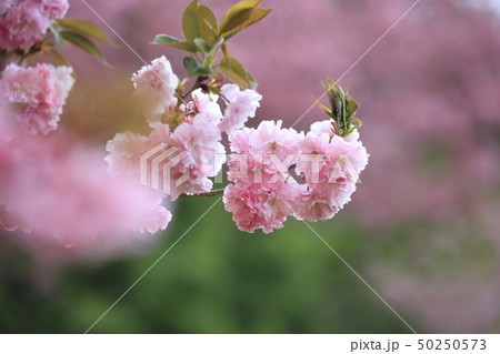笠間工芸の丘 八重桜 茨城県笠間市 笠間工芸の丘 八重桜 茨城県笠間市 50250573
