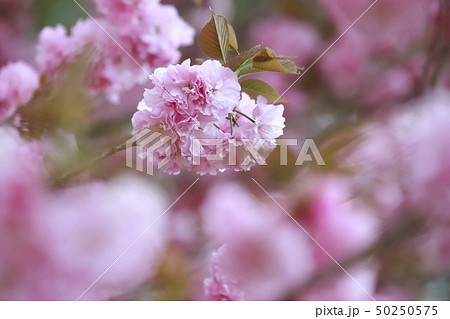 笠間工芸の丘　八重桜　茨城県笠間市 50250575