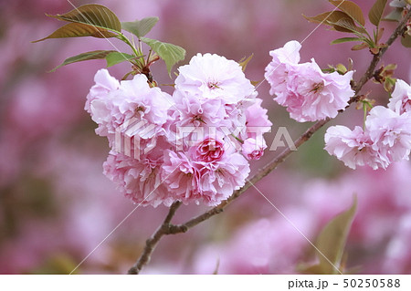 満開の八重桜 満開の八重桜 50250588