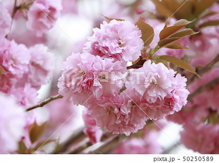 満開の八重桜 満開の八重桜 50250589