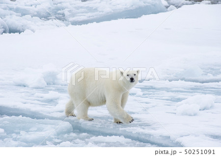 Polar bear walking on the ice in Arctic. 50251091