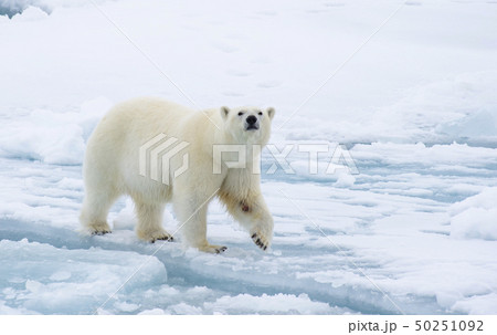 Polar bear walking on the ice in Arctic. 50251092
