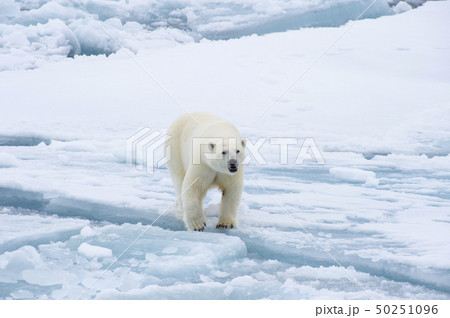 Polar bear walking on the ice in Arctic. 50251096
