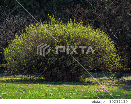 Large bush on the lawn in a green park. Large bush on the lawn in a green park. 50251139