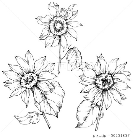 Vector Sunflower floral botanical flowers. Black and white engraved ink art. Isolated sunflower Vector Sunflower floral botanical flowers. Black and white engraved ink art. Isolated sunflower 50251357