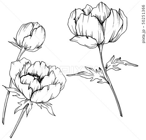 Vector Anemone Floral Botanical Flowers Black のイラスト素材