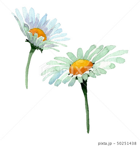Big white chamomile floral botanical flowers. Watercolor background set. Isolated chamomile 50251438