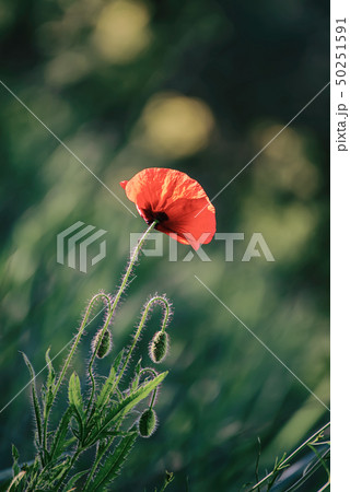 Red spring poppy Red spring poppy 50251591