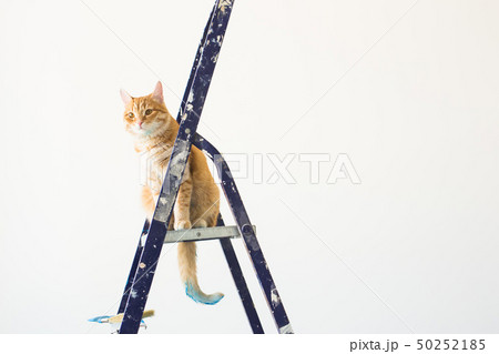 Repair, painting the walls, the cat sits on the stepladder. Funny picture with copy space Repair, painting the walls, the cat sits on the stepladder. Funny picture with copy space 50252185