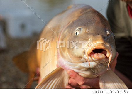 Live carp in fisherman hands. Fishing concept. Live carp in fisherman hands. Fishing concept. 50252497