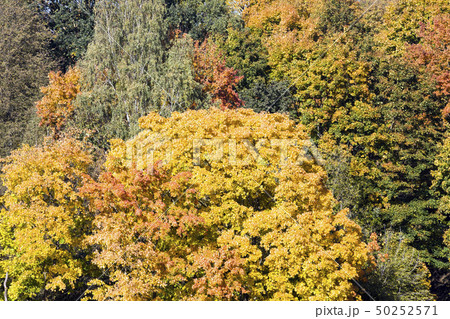 Autumn landscape 50252571