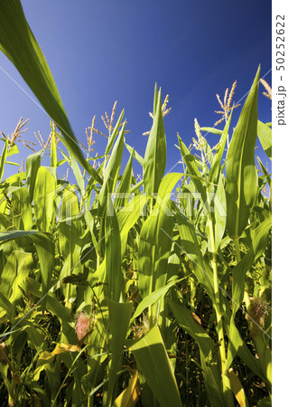 Green corn Green corn 50252622