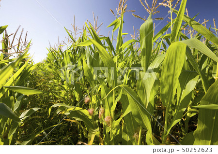 Green corn Green corn 50252623