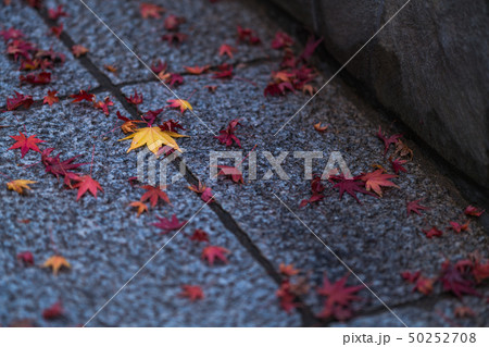 落ちてもなお 50252708