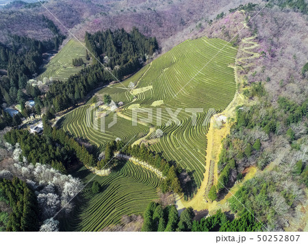 緑茶畑 の多元 緑茶 50252807