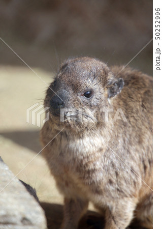 ハイラックス 50252996