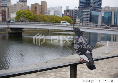 鳩 鳩 50253101