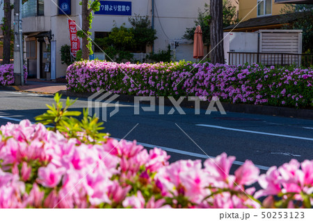 植込みのある道路 植込みのある道路 50253123