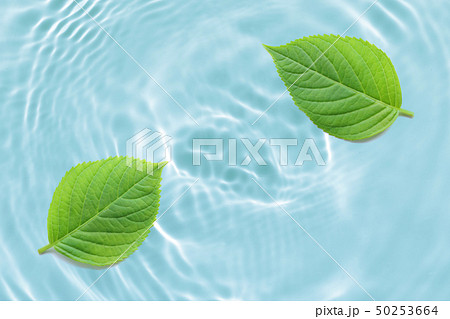 木の葉 水 夏 新緑 背景 木の葉 水 夏 新緑 背景 50253664