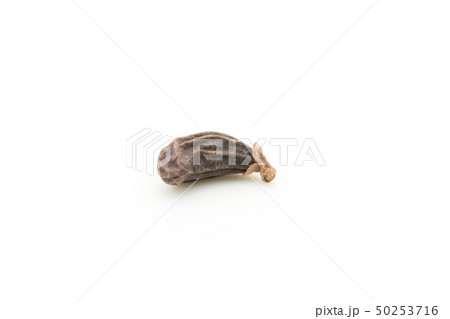女貞子　トウネズミモチの果実　じょていし　リグストラム　Privet fruit 50253716