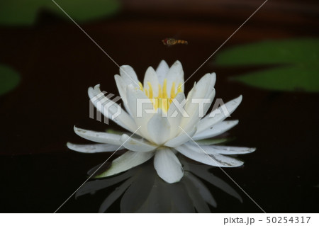 蓮の花 50254317