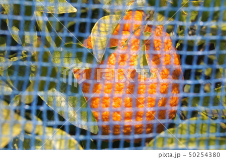 野鳥被害除けのネット掛けをした収穫前のデコポン 野鳥被害除けのネット掛けをした収穫前のデコポン 50254380
