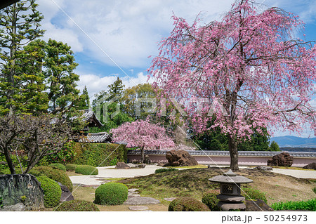 京都　正法寺（しょうぼうじ）の石庭と紅枝垂れ桜　　 50254973